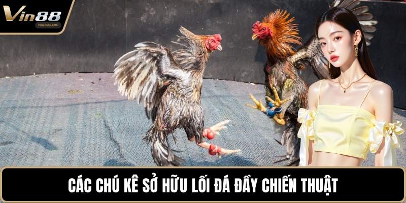 Các chú kê sở hữu lối đá đầy chiến thuật