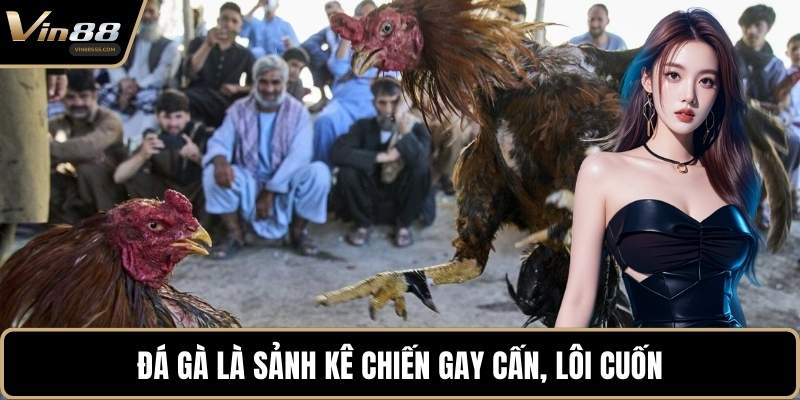 Đá gà là sảnh kê chiến gay cấn, lôi cuốn