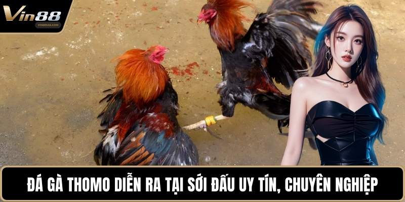 Đá gà Thomo diễn ra tại sới đấu uy tín, chuyên nghiệp