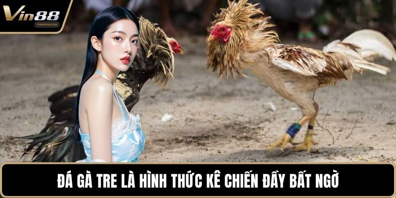 Đá gà tre là hình thức kê chiến đầy bất ngờ