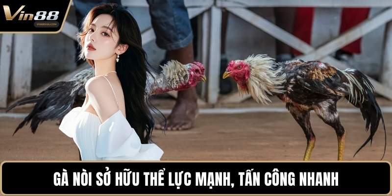 Gà nòi sở hữu thể lực mạnh, tấn công nhanh