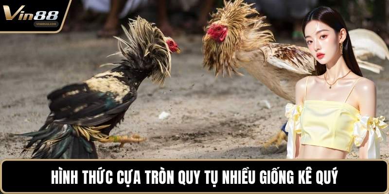 Hình thức cựa tròn quy tụ nhiều giống kê quý